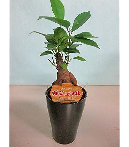 Amazon.co.jp: パンダガジュマル 斑入り 接木株 号サイズ : DIY・工具